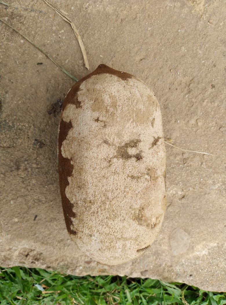 Praga devastadora faz Adaf proibir transporte de cacau e cupuaçu no Amazonas