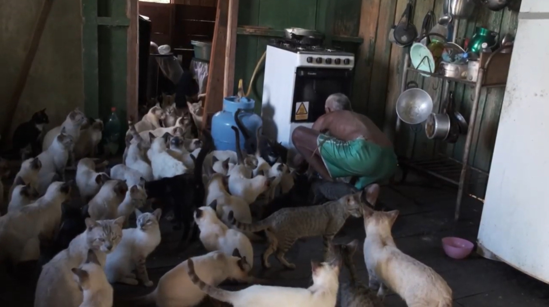 Mutirão emergencial castra 80 gatos que viviam com casal no Careiro; animais serão doados