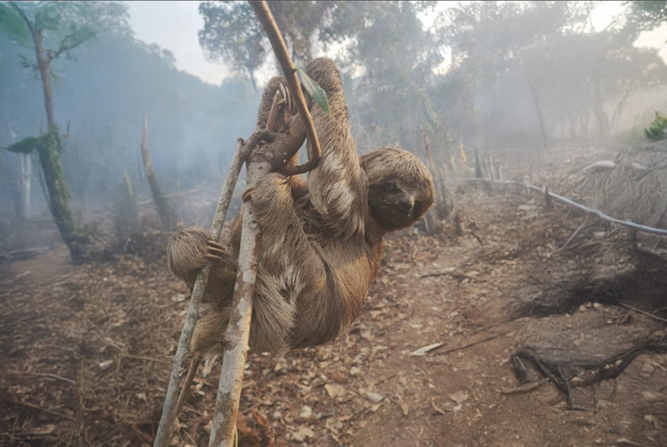 Alerta é divulgado após denúncia sobre desmatamentos e queimadas em Parintins