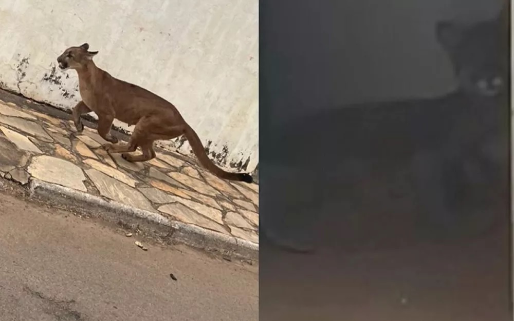 Onça invade área de emergência de hospital e foge para dentro de casa