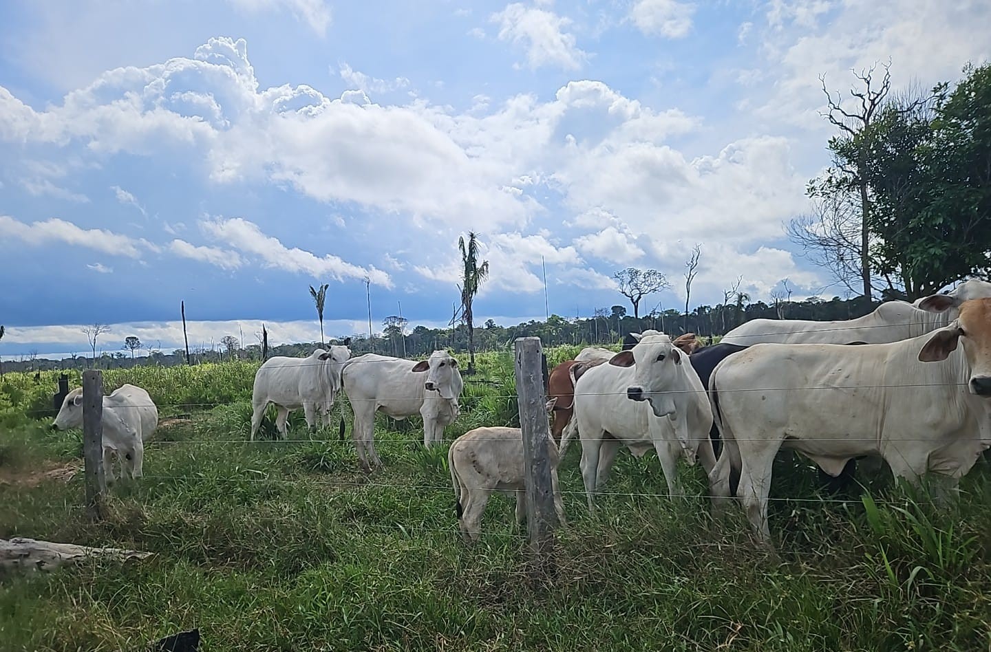 Operação resulta em R$ 930 mil em multas por esquema de criação ilegal de gado no Amazonas