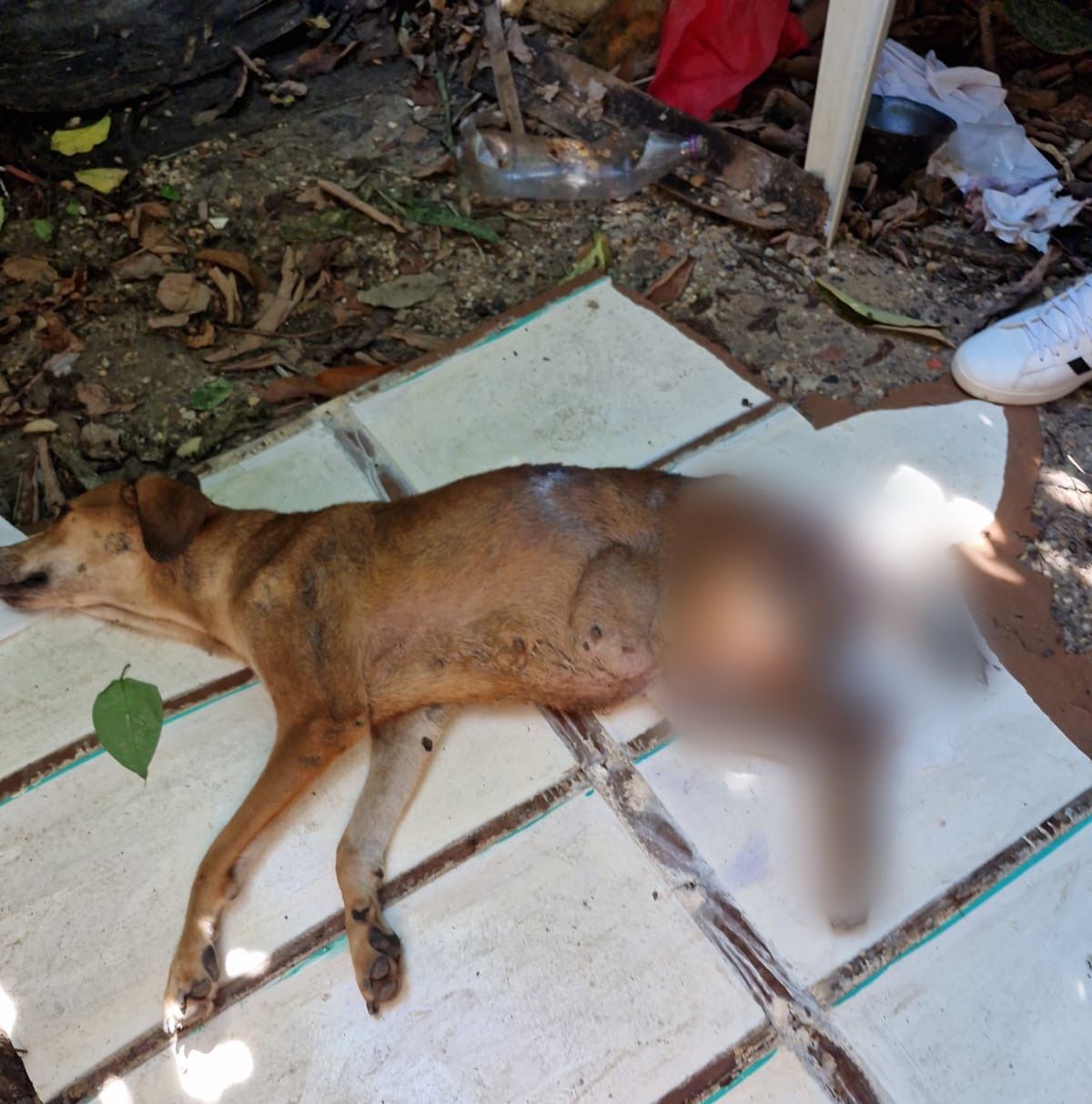Dono de cachorro é preso por não permitir ajuda a animal machucado em Manaus