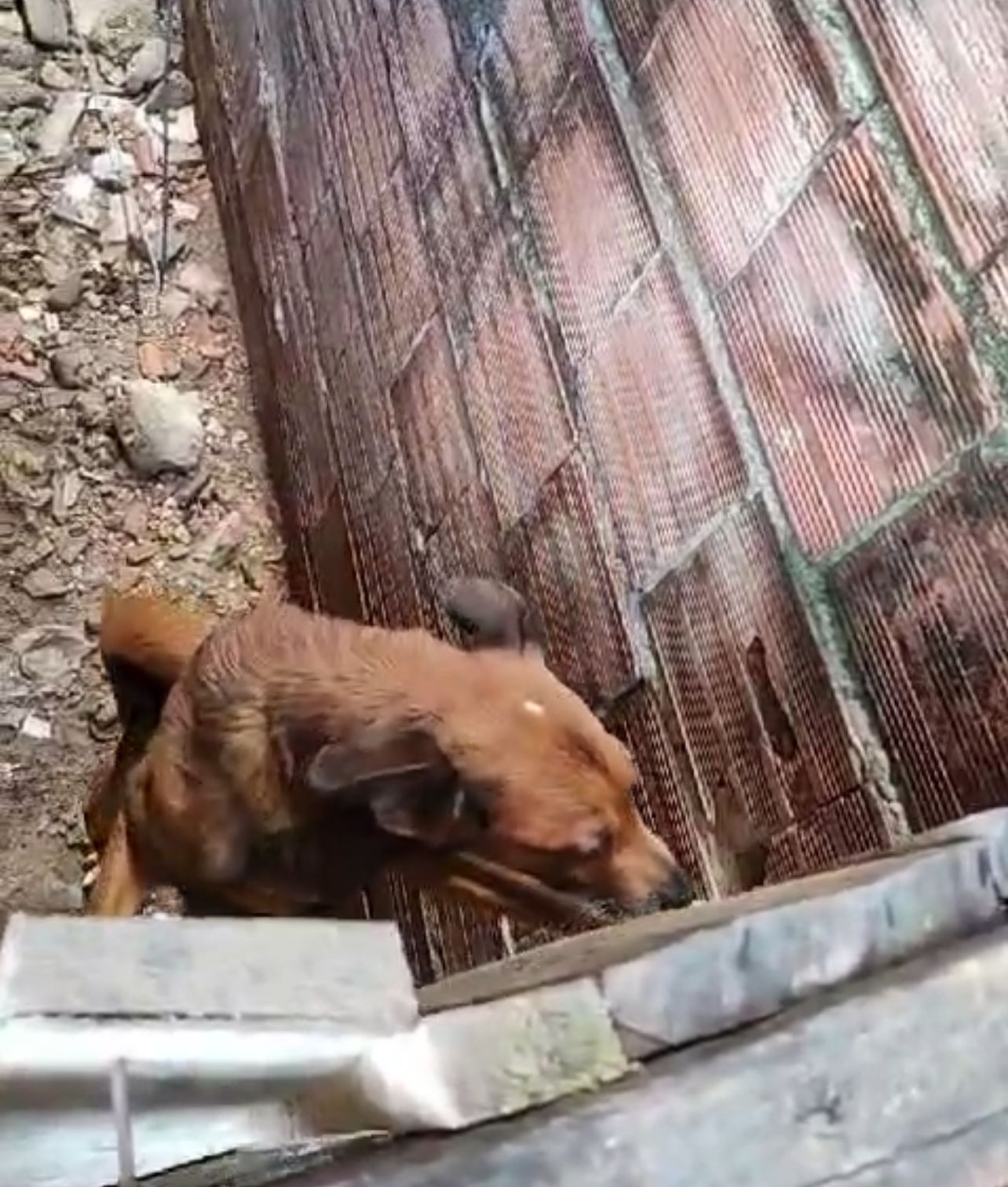 Cachorros em situação de abandono são resgatados na Compensa; mulher é presa
