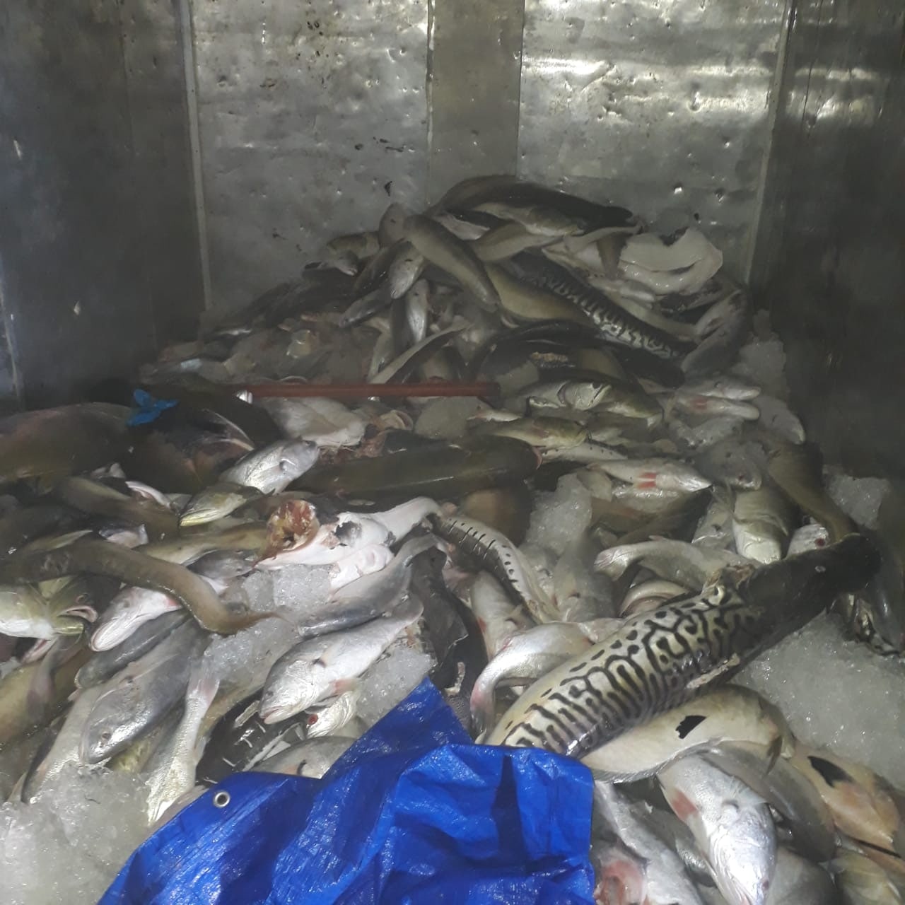 Homem é preso com mais de 1 tonelada de pescado ilegal no Amazonas