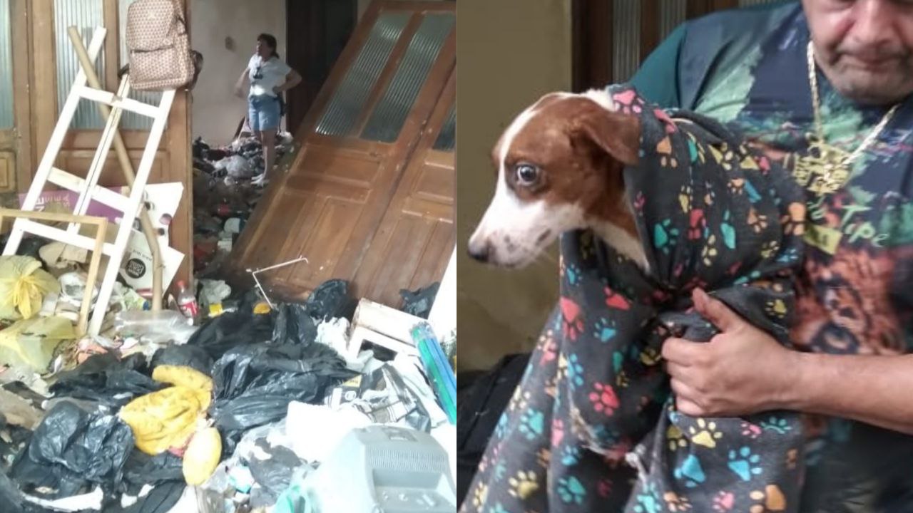 Cachorros são resgatados de casa repleta de lixo e animais mortos em Manaus; Vídeos