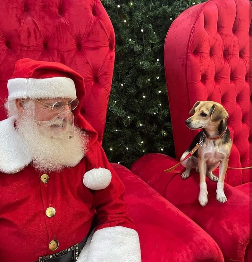 Cachorro foge de casa, anda de ônibus e tira foto com Papai Noel em shopping