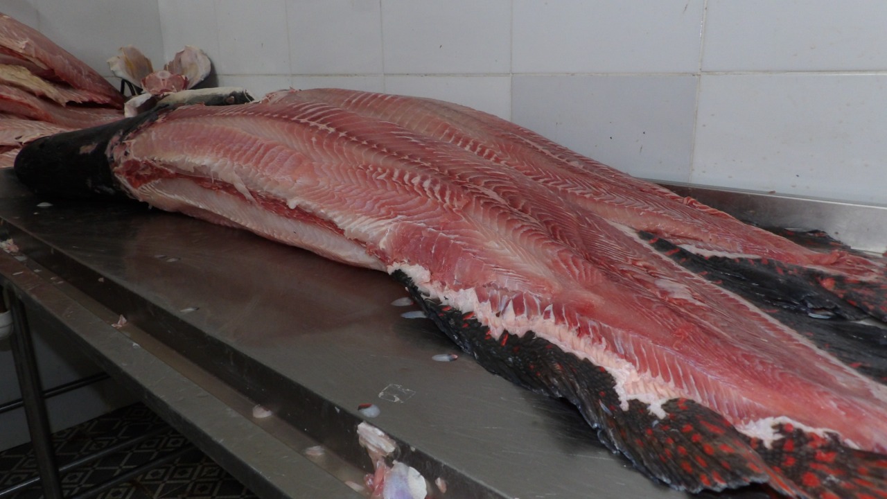 Feira em Manaus terá Pirarucu com preço do quilo a partir de R$ 6