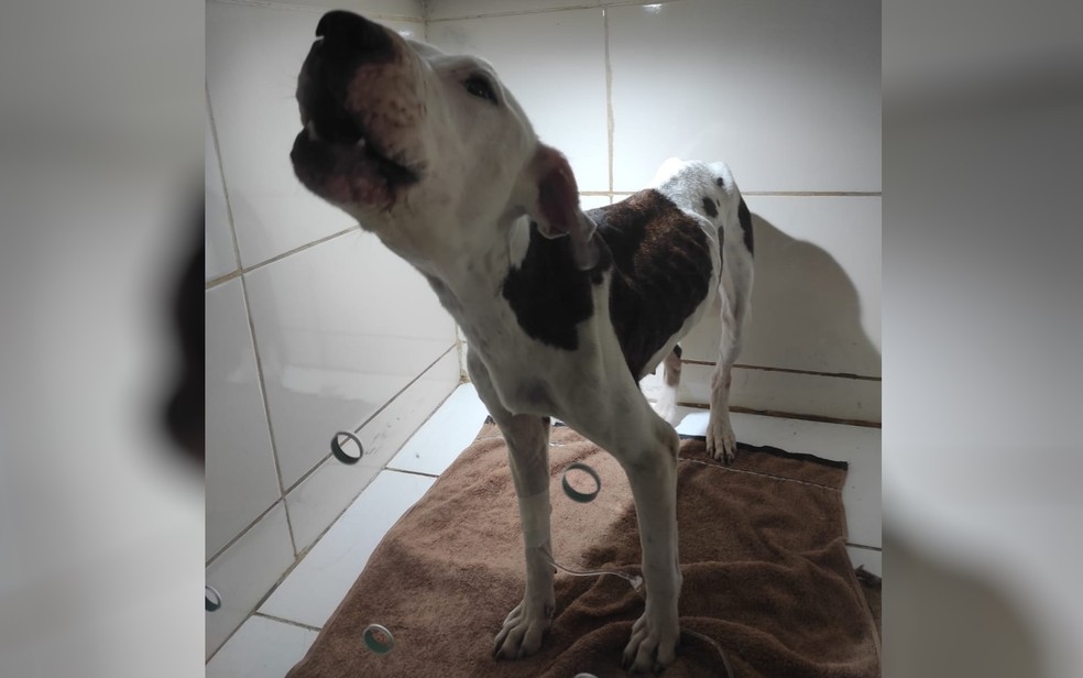 Maltratada pelo dono, cadela comia gatos no meio da sujeira para sobreviver 