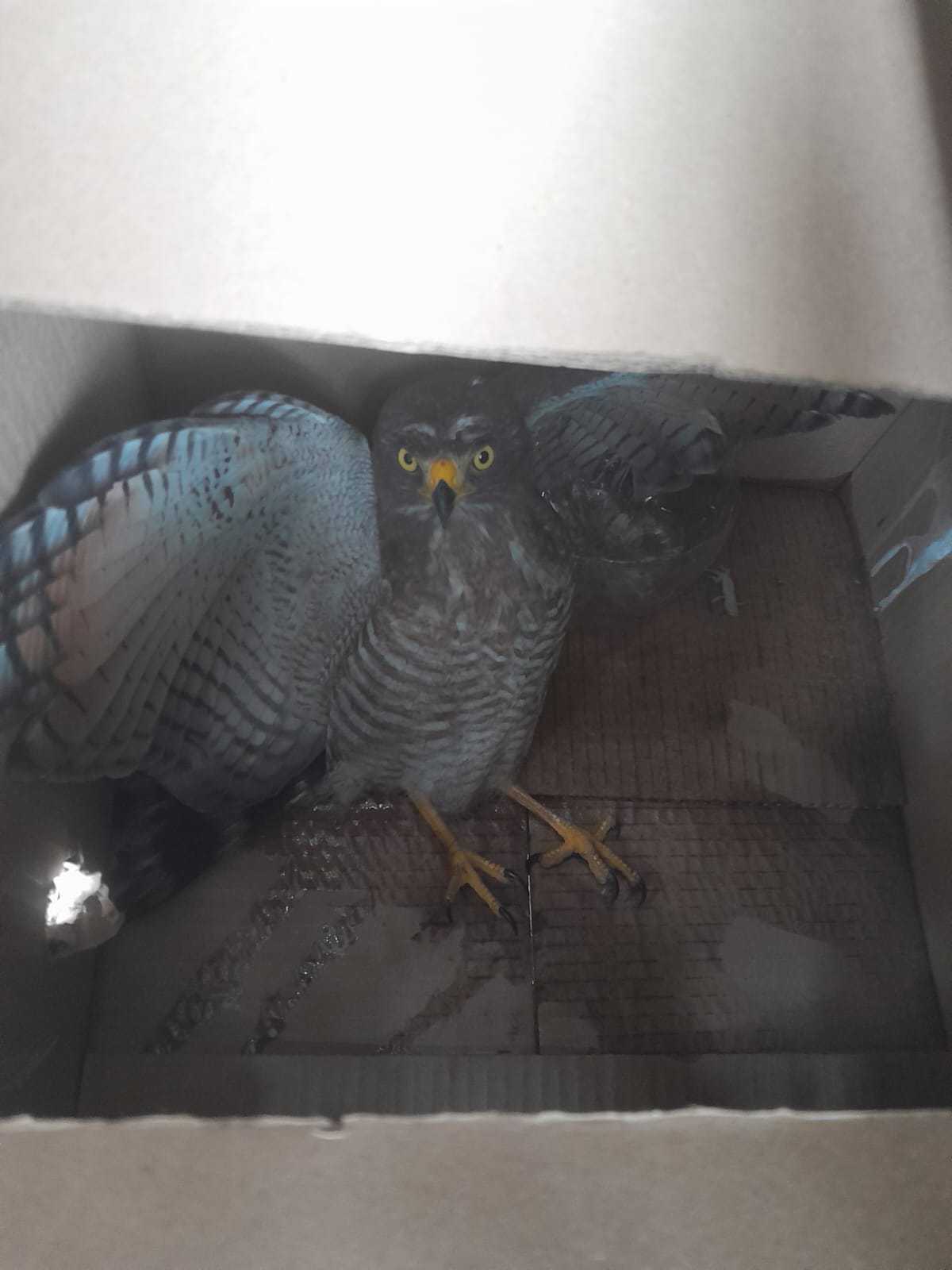 Ferido, Gavião-carijó é resgatado dentro de shopping na Ponta Negra