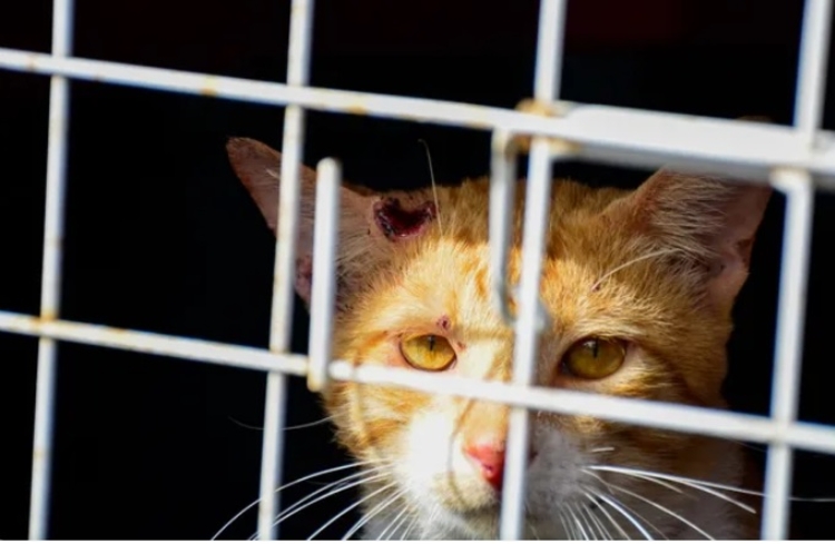 Amazonas registra 396 casos de esporotricose no mês de maio