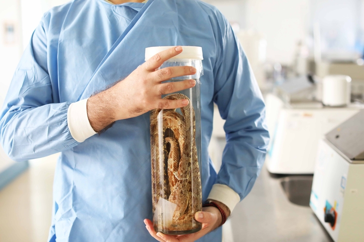 Reportagem do Fantástico ressalta pesquisas da UEA no tratamento contra picadas de cobras