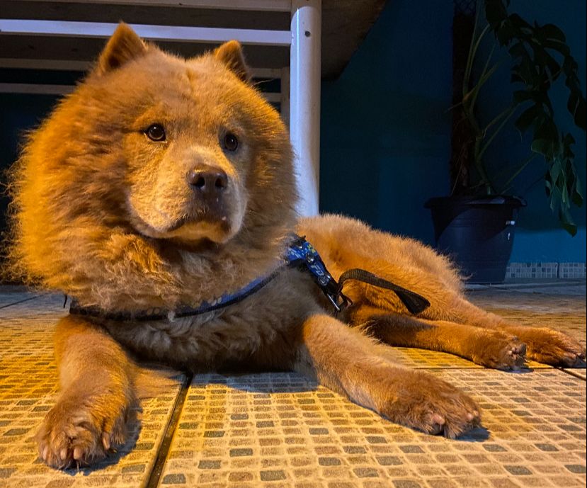 Especialista faz alerta sobre alimentação e estresse em animais no Réveillon