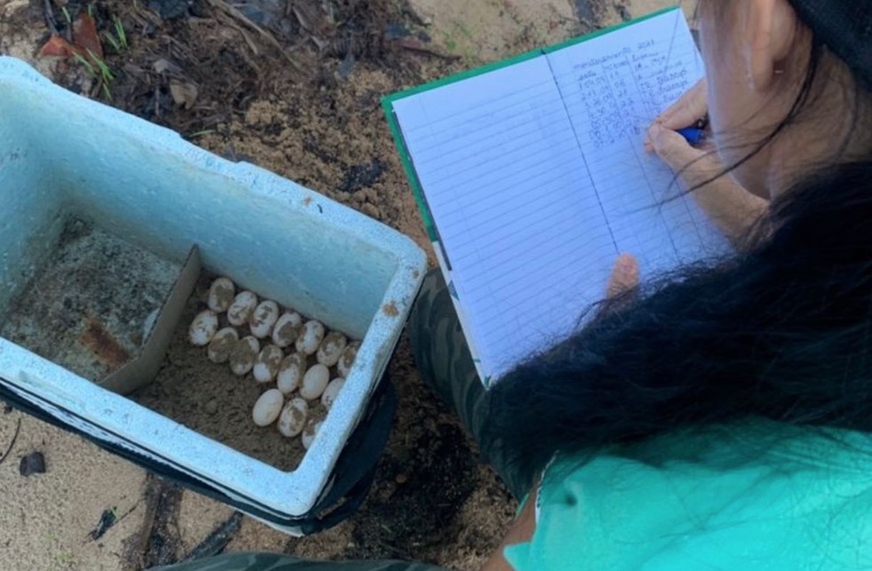 RDS monitora ovos de quelônios para nascimentos seguros no Amazonas