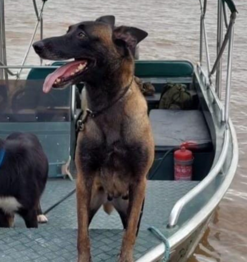 Cadela 'Honda' da PM é atacada por onça e morre ao defender equipe policial em Urucará