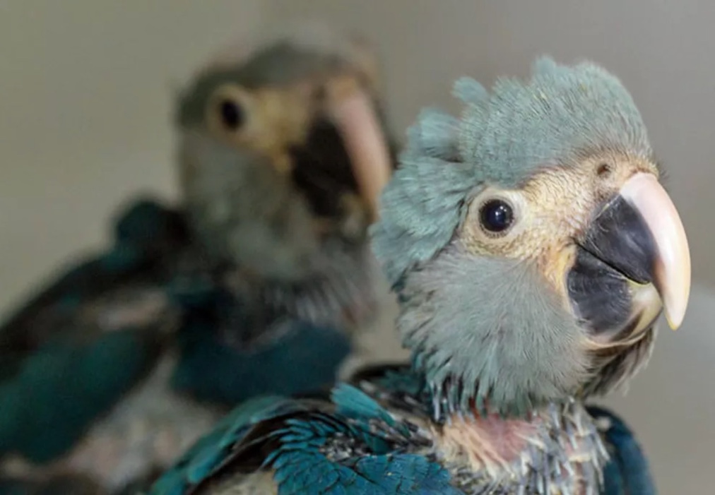 Extintas há 22 anos, oito Ararinhas-azuis são soltas no Brasil