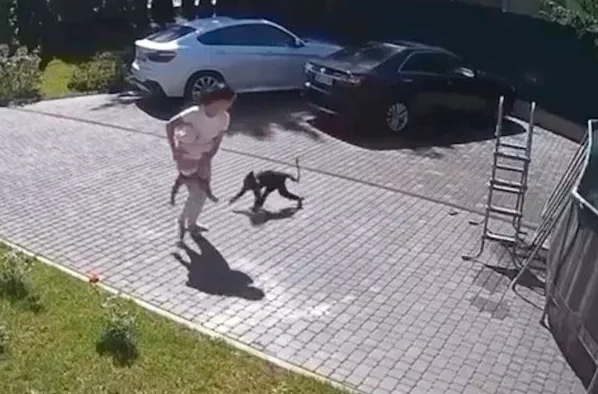 Macaco foge de zoológico, ataca menina e deixa criança em estado grave