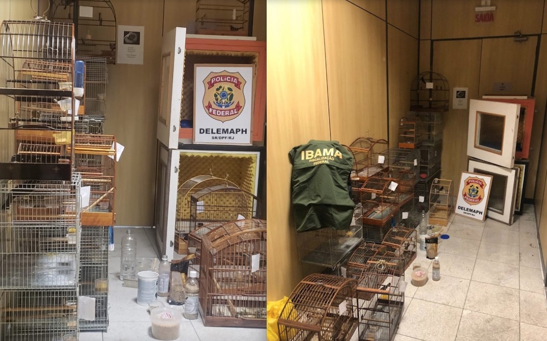 Homem é preso por manter 22 pássaros em cativeiro; aves treinavam canto para valorizar venda