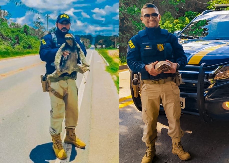 Preguiça e Jabuti são resgatados durante 'passeio' na BR-174