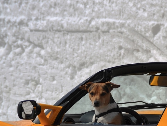 Para não ser preso, motorista bêbado diz que cachorro estava dirigindo carro