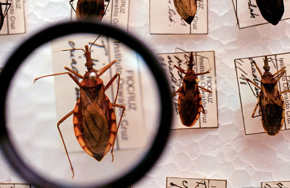 Amazonas intensifica medidas de prevenção contra doença de Chagas