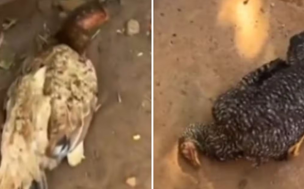 Homem alimenta galinhas com marmita que ganhou e animais morrem; polícia investiga