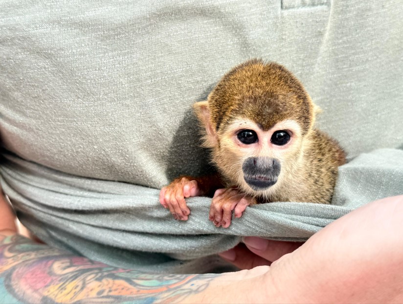 Polícia investiga se animais silvestres eram dopados para fotos com turistas em Iranduba