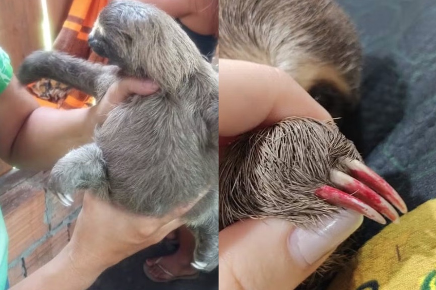 Bicho-preguiça criado como pet e com unhas pintadas é resgatado em Parintins