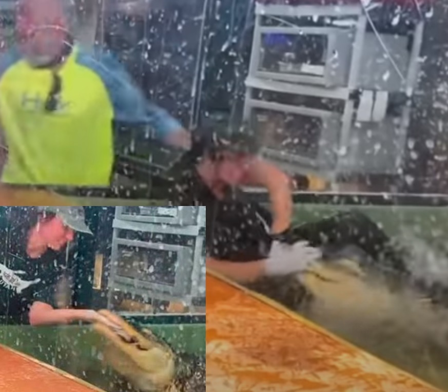 Desesperador! Funcionária é atacada por crocodilo em zoológico e é salva por turista