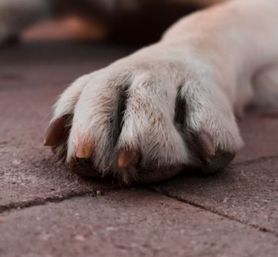 Homem é preso após ser flagrado pela esposa estuprando cadela grávida em Manaus