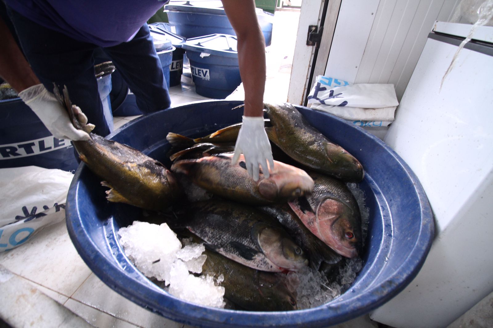 Feira do Tambaqui é estendida até sexta em Manaus; Confira preços 