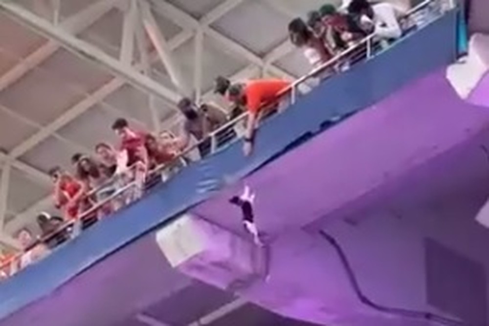 Vídeo: Multidão 'pira' com gato pendurado em estádio lotado; desfecho é empolgante