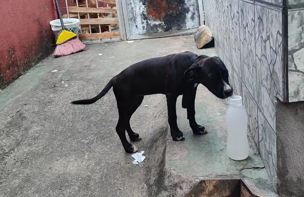 Filhote de cachorro é resgatado após ficar preso em portão no São José