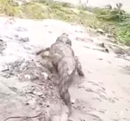 Vídeo: Jacaré é visto ‘passeando’ após temporal em Manaus