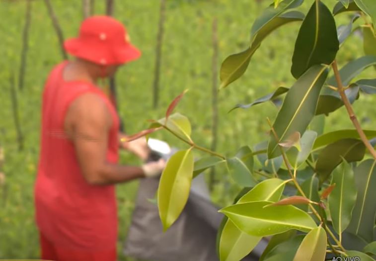 Queimado, corpo de homem é achado boiando em meio à vegetação em igarapé de Manaus