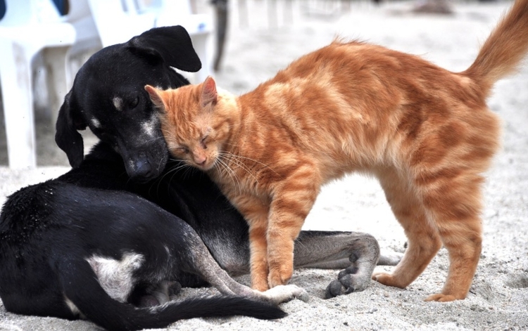Vereador propõe lei para dar desconto no IPTU para quem adotar cães e gatos
