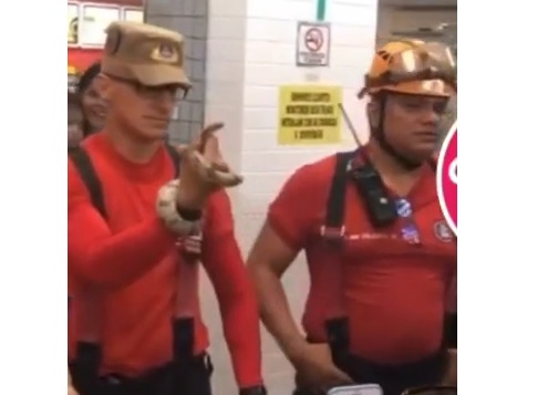 Clientes se assustam ao encontrarem cobra dentro de brinquedo na sorveteria Glacial em Manaus