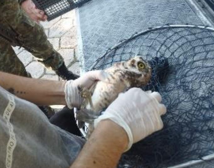 Ferida, coruja é resgatada após colidir com fiação de poste no Japiim