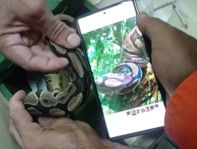 Cachorro encontra Píton nativa da África em parque do Rio de Janeiro e arrasta serpente para casa