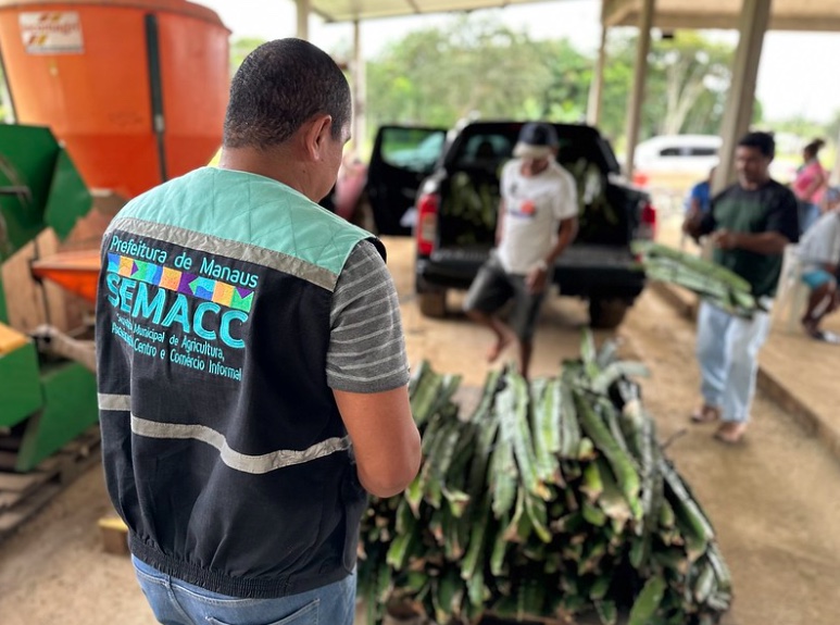 'Manaus mais Agro' incentiva produção da Pitaya em comunidades rurais 