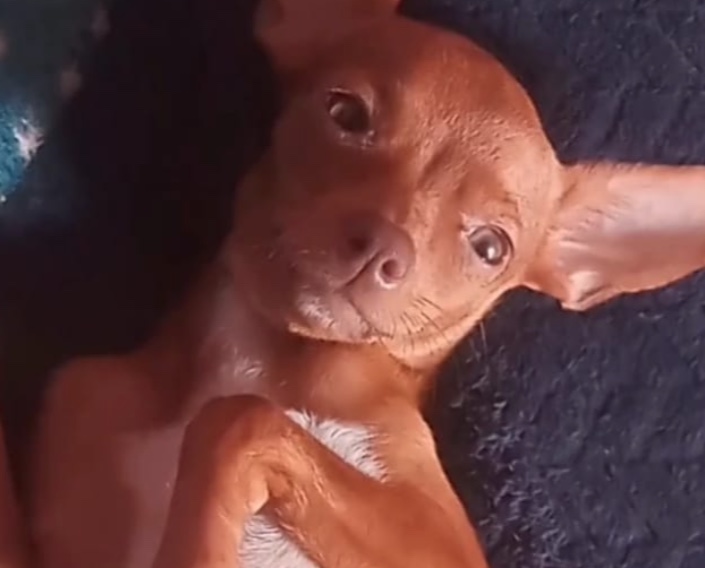 Família oferece recompensa por cadela perdida em Manaus