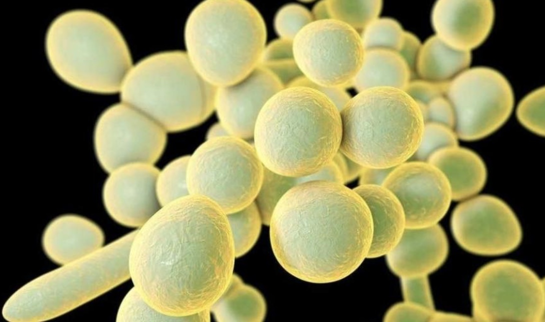 Pernambuco registra 10 casos de superfungo e hospital suspende atendimentos