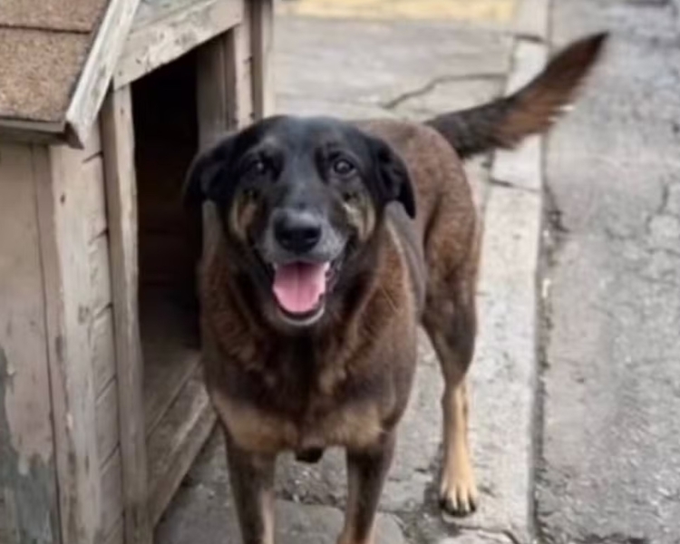 Morte do cão Orelha em SC provoca protestos e críticas à lei de proteção aos animais