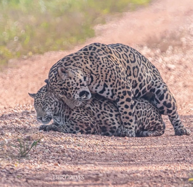 Casal de onça-pintada é flagrado trocando carinhos em fazenda; vídeo