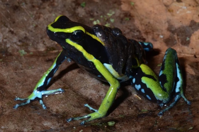 Conheça o sapo amazônico que 'sequestra' veneno de formigas para se defender
