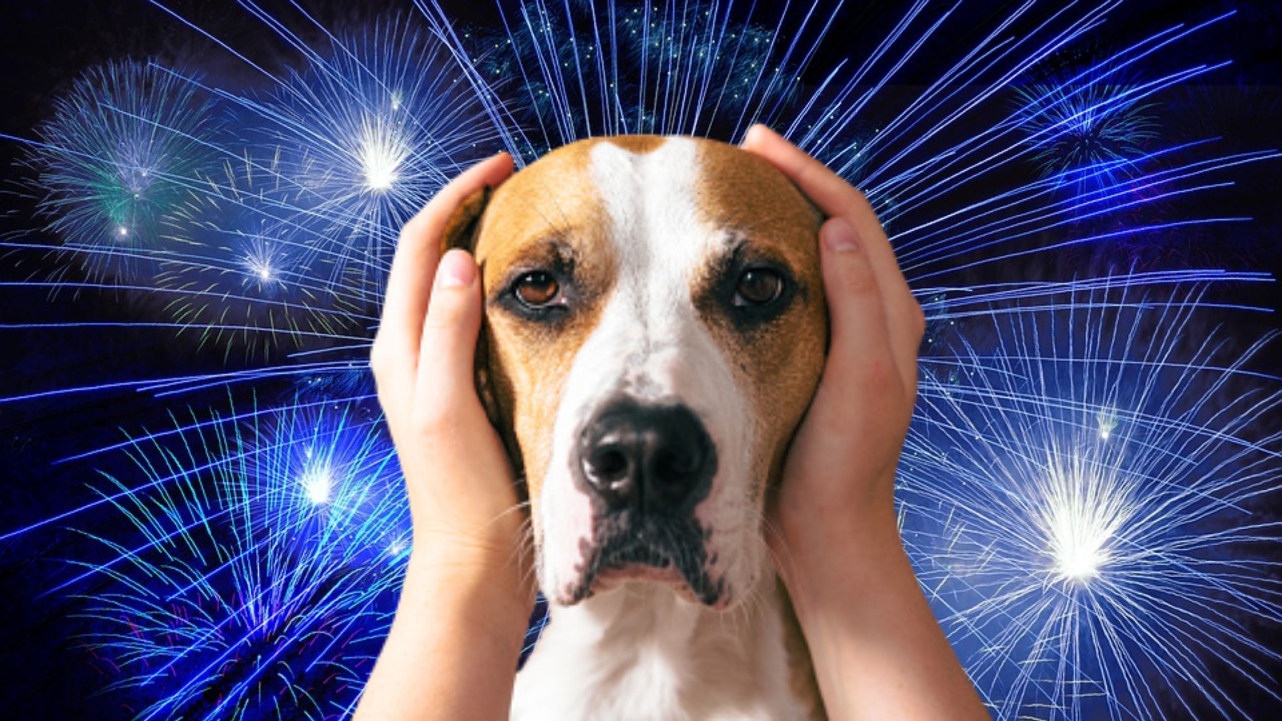 Proteja seu animal de estimação durante a queima de fogos no Natal; veja como