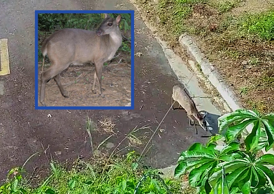 Ameaçado de extinção, veado é visto correndo em rodovia no Amazonas