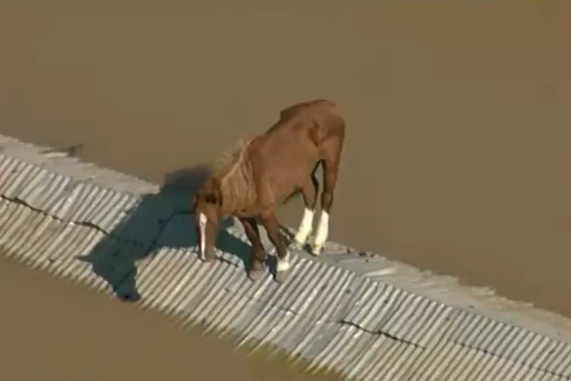Cavalo ainda está em cima de telhado no RS e web pede ajuda:  '#SalvemOCavaloDeCanoas'