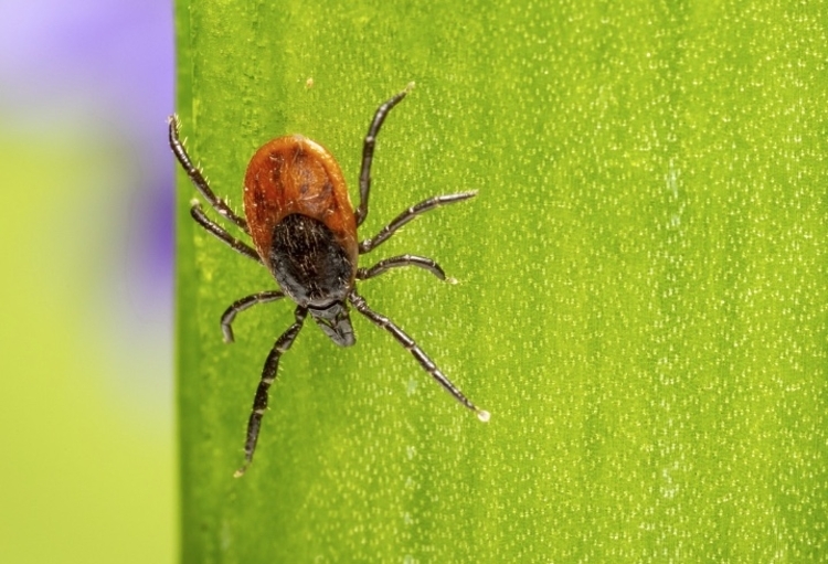 Cientistas brasileiros estudam vacina contra febre maculosa