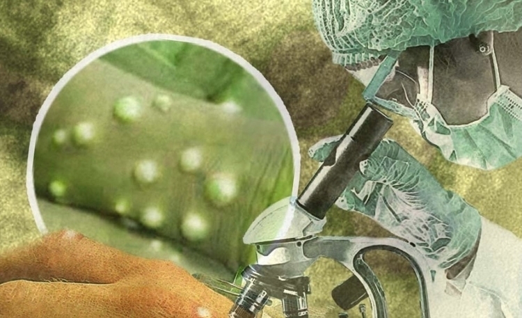 Varíola dos macacos: OMS diz para homens que fazem sexo com homens reduzirem parceiros