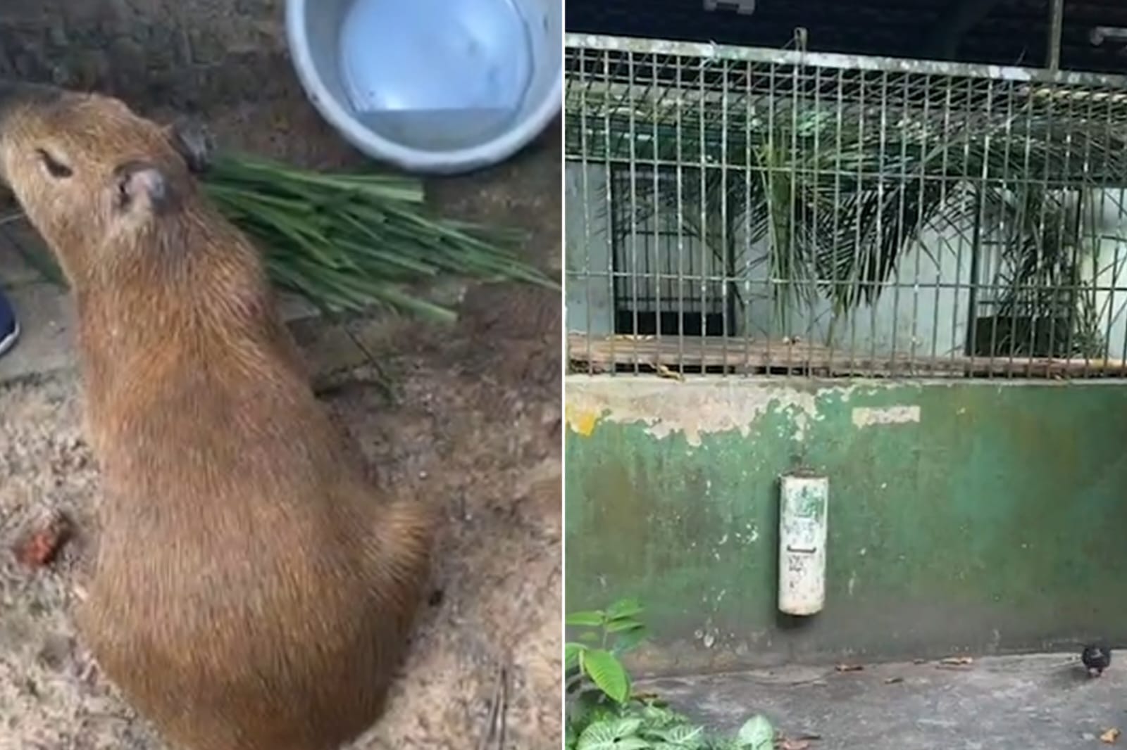 Pressão  para libertar Filó, a anta